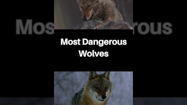 Most dangerous wolves! #shorts #mostdangerous Most dangerous wolves! #shorts #mostdangerous
