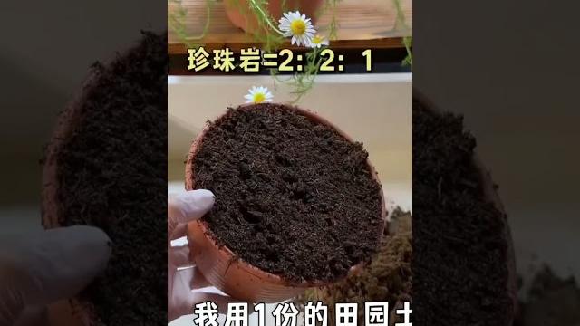 你可以像这样种植草莓,这样你就不需要再买草莓苗了!#草莓#阳台蔬菜种植#绿色植物和花卉#草莓种植 你可以像这样种植草莓,这样你就不需要再买草莓苗了!#草莓#阳台蔬菜种植#绿色植物和花卉#草莓种植