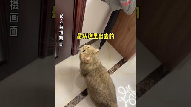 【薯條麻麻薯】我出門後 家裡的貓對著門一直叫!心都碎了! 【薯條麻麻薯】我出門後 家裡的貓對著門一直叫!心都碎了!