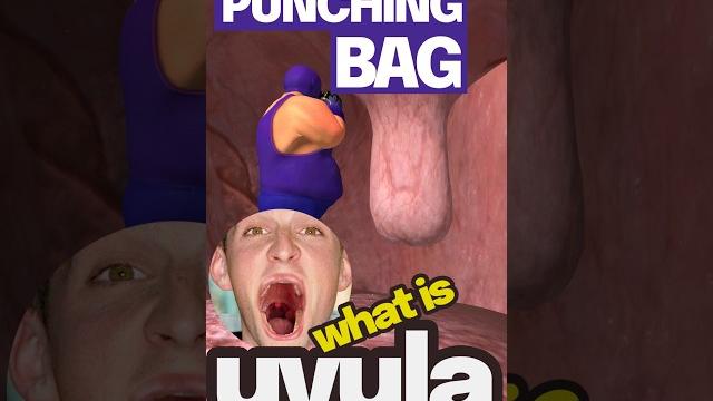 What is the purpose of your uvula? What is the purpose of your uvula?