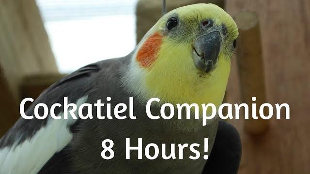 Cockatiel companion 8 hours of cockatiel sounds!!! mega compilation Cockatiel companion 8 hours of cockatiel sounds!!! mega compilation