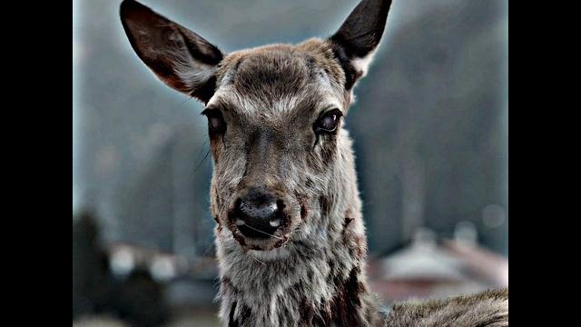Zombie deer | ft. nextro anatomy | train to busan | #shorts Zombie deer | ft. nextro anatomy | train to busan | #shorts