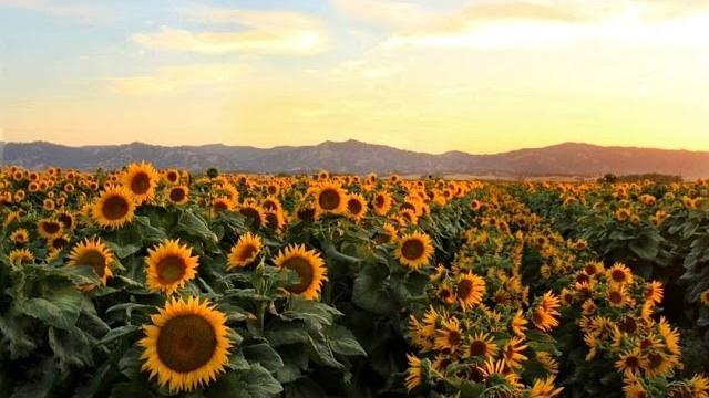 Why sunflowers follow the sun Why sunflowers follow the sun