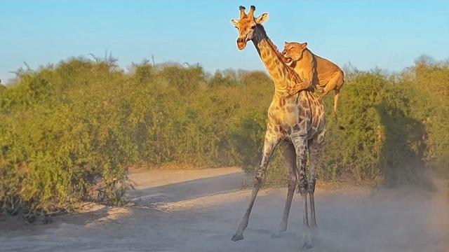 Lion rides giraffe to bring it down Lion rides giraffe to bring it down