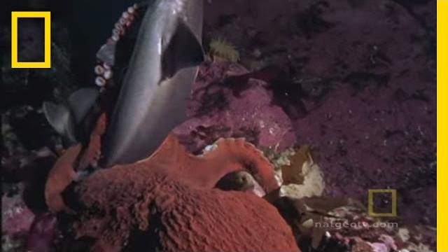 Octopus kills shark | national geographic Octopus kills shark | national geographic