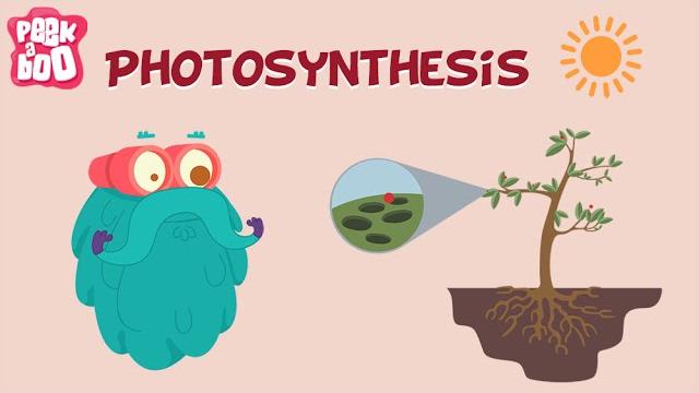 Photosynthesis | the dr. binocs show | learn videos for kids Photosynthesis | the dr. binocs show | learn videos for kids