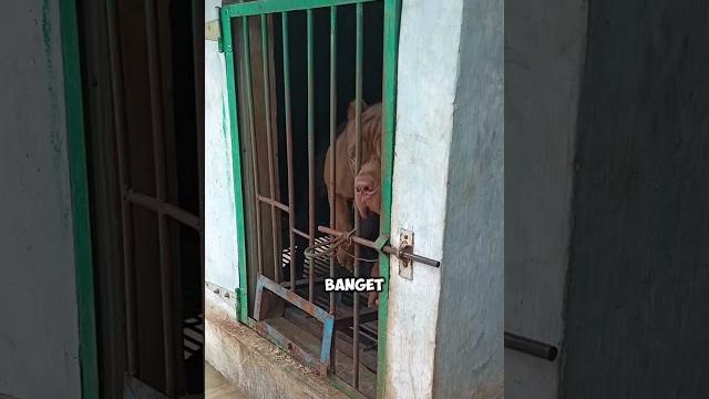Siapa yg mau lihat anjing pitbull? Siapa yg mau lihat anjing pitbull?