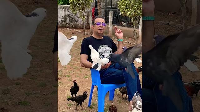The pigeon man The pigeon man