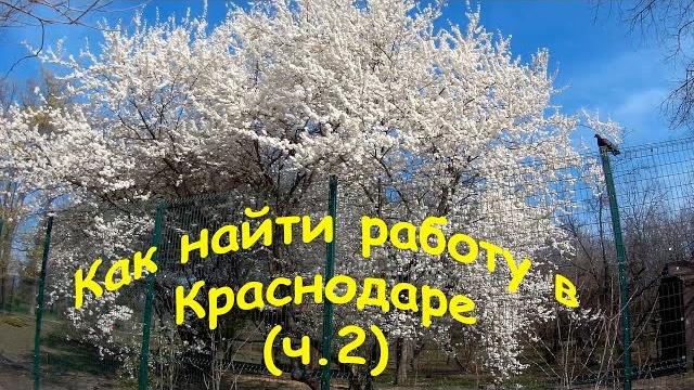 Как найти работу в краснодаре (часть 2) Как найти работу в краснодаре (часть 2)