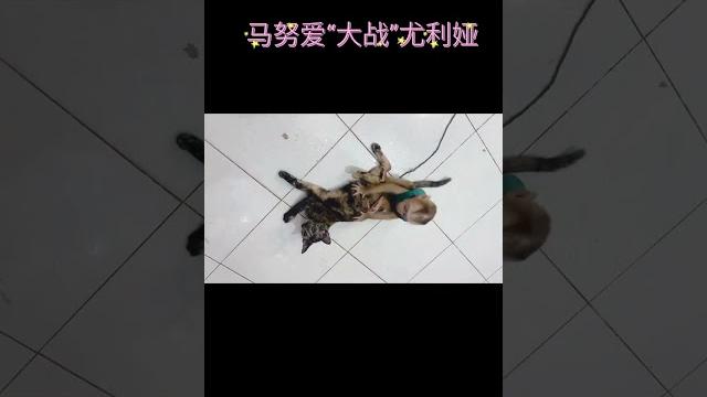 小奶“马努爱”大战玳瑁猫“尤利娅” ,上演周末喜相逢#cat #monkey 小奶“马努爱”大战玳瑁猫“尤利娅” ,上演周末喜相逢#cat #monkey