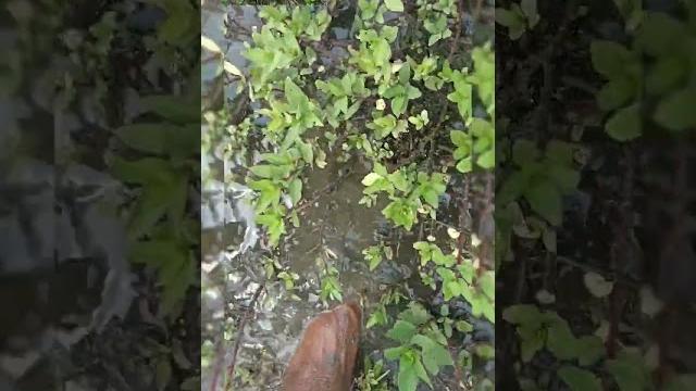 Barefoot in swamp asmr | berjalan disawah berlumpur ,(no talking).#asmr #asmrsounds #barefoot #mud Barefoot in swamp asmr | berjalan disawah berlumpur ,(no talking).#asmr #asmrsounds #barefoot #mud