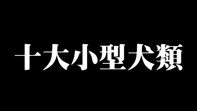 狗奴注意!? 嬌小可愛的十大小型狗狗 狗奴注意!? 嬌小可愛的十大小型狗狗