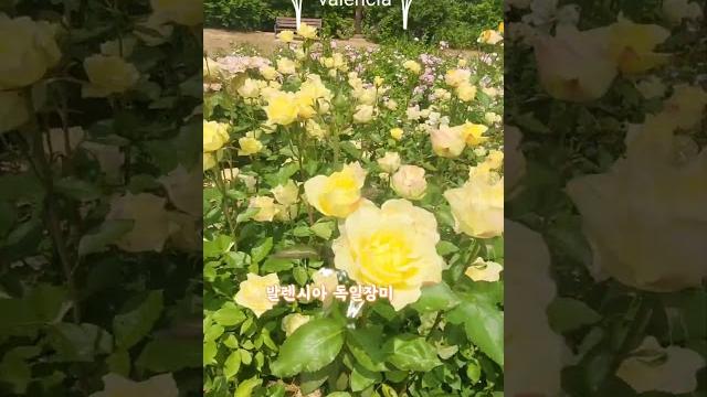 #valencia#발렌시아#독일장미 #서울대공원장미원#순덕언니tv #valencia#발렌시아#독일장미 #서울대공원장미원#순덕언니tv