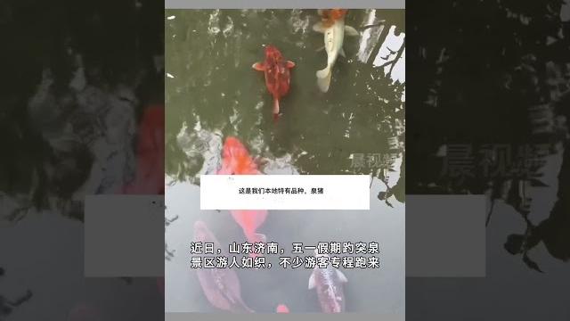 泉水里还能养“猪”?济南趵突泉超大码锦鲤引游客围观。 #funny #新聞 泉水里还能养“猪”?济南趵突泉超大码锦鲤引游客围观。 #funny #新聞