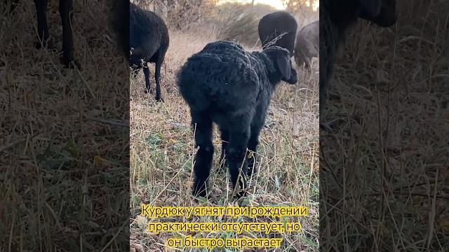 Быстро растут ягнята эдильбаевской породы #курдюк #овцеводстводляначинающих #овцы #эдильбаевские Быстро растут ягнята эдильбаевской породы #курдюк #овцеводстводляначинающих #овцы #эдильбаевские