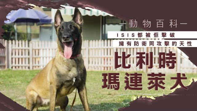 破案高手瑪蓮萊犬曾擊破isis 粗野天性須接受社會化及指令訓練(果籽) #動物百科 #動物蘋台 破案高手瑪蓮萊犬曾擊破isis 粗野天性須接受社會化及指令訓練(果籽) #動物百科 #動物蘋台
