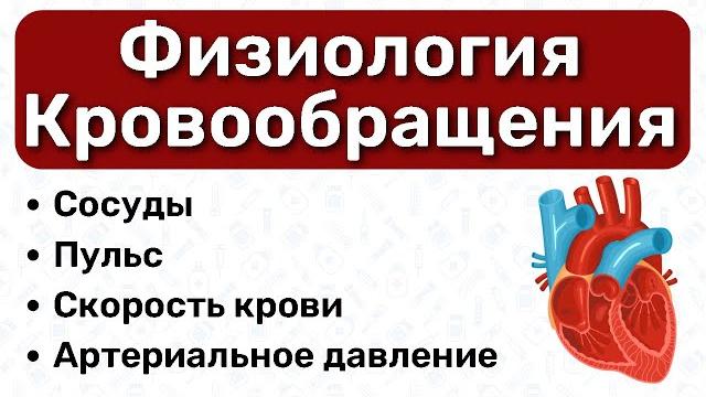 Физиология кровообращения: физиология давления, артериальное давление, пульс, гемодинамика Физиология кровообращения: физиология давления, артериальное давление, пульс, гемодинамика