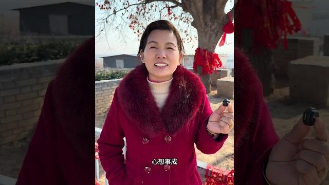 来富平见到1200年的柿子树了 来富平见到1200年的柿子树了