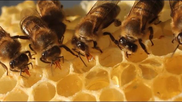 The bee dance The bee dance