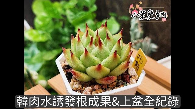 韓肉水誘發根成果分享/多肉上盆完整紀錄/春天尾聲每一盆都化身小綠菜|多肉植物|小茉愛多肉| 韓肉水誘發根成果分享/多肉上盆完整紀錄/春天尾聲每一盆都化身小綠菜|多肉植物|小茉愛多肉|
