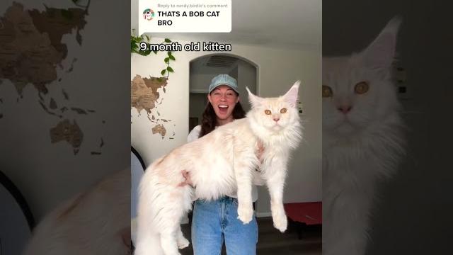 Giant maine coons for sale Giant maine coons for sale