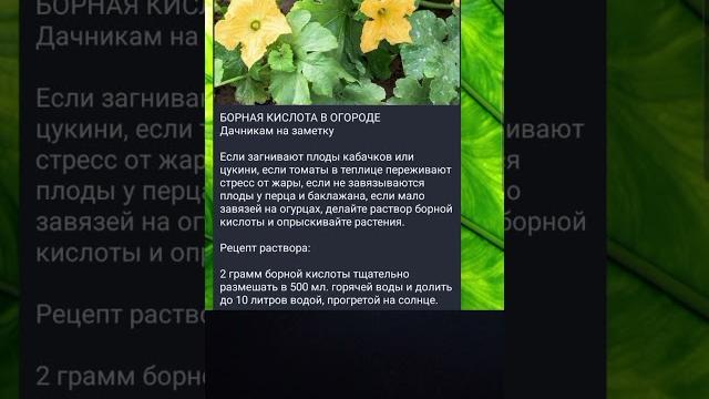Применение борной кислоты в огороде Применение борной кислоты в огороде