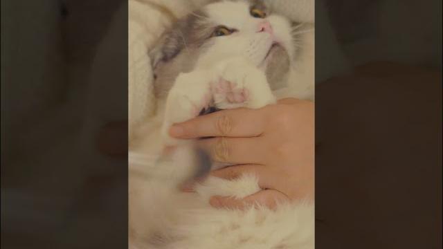斑比bambi的沉浸式按摩spa asmr #asmr #cat #cats 斑比bambi的沉浸式按摩spa asmr #asmr #cat #cats