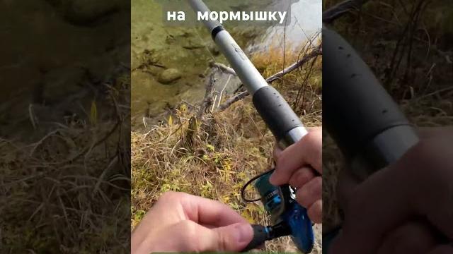 #мормышка #крупнаярыба #хариус #осенняярыбалка #мормышка #крупнаярыба #хариус #осенняярыбалка