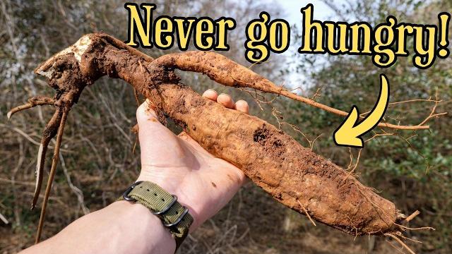 The truth about america's most invasive plant The truth about america's most invasive plant