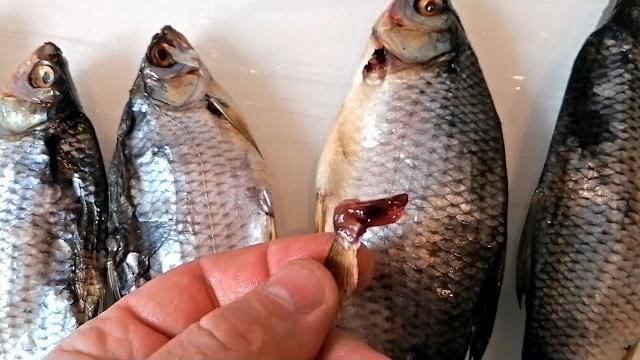Как правильно солить, сушить, вялить рыбу. плотва, сорога, таранка. самая вкусная рыба! Как правильно солить, сушить, вялить рыбу. плотва, сорога, таранка. самая вкусная рыба!