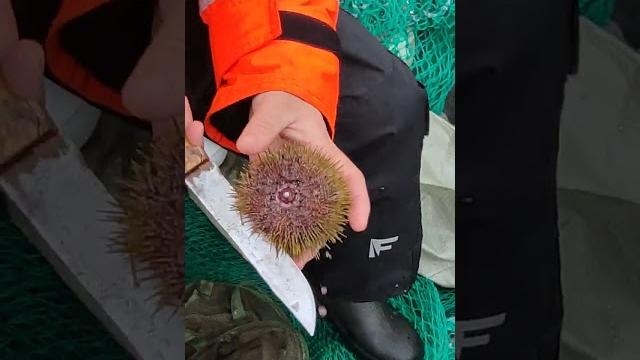 Морской еж, чистка морского ежа Морской еж, чистка морского ежа