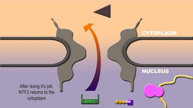 Nuclear import and export Nuclear import and export