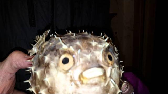 2015.11.29 16:55:53 ядовитые рыбы 2015.11.29 16:55:53 ядовитые рыбы