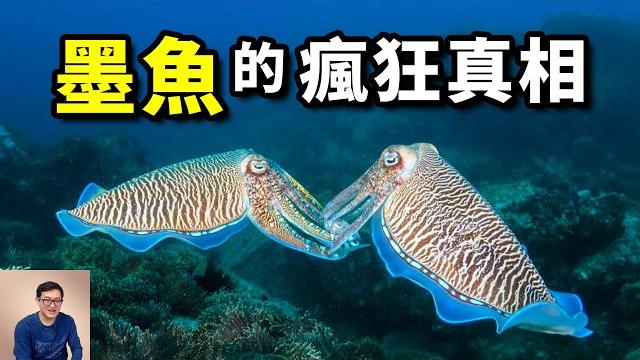 你會區分花枝、烏賊、魷魚、墨魚嗎?比章魚智商更高的頭足綱動物?會用幻術催眠螃蟹!十萬隻巨型墨魚聚集事件,令人震驚的交配策略……【老肉雜談】#動物 #海洋 #生物 #墨魚 #花枝 你會區分花枝、烏賊、魷魚、墨魚嗎?比章魚智商更高的頭足綱動物?會用幻術催眠螃蟹!十萬隻巨型墨魚聚集事件,令人震驚的交配策略……【老肉雜談】#動物 #海洋 #生物 #墨魚 #花枝
