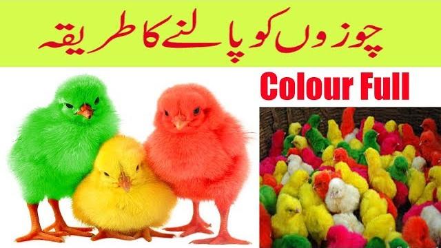 Colourful chicks ! how to take care of baby chicks-choozo ko palne ka tarika urdu/hindi Colourful chicks ! how to take care of baby chicks-choozo ko palne ka tarika urdu/hindi