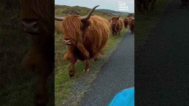 Highland cows say hello! Highland cows say hello!