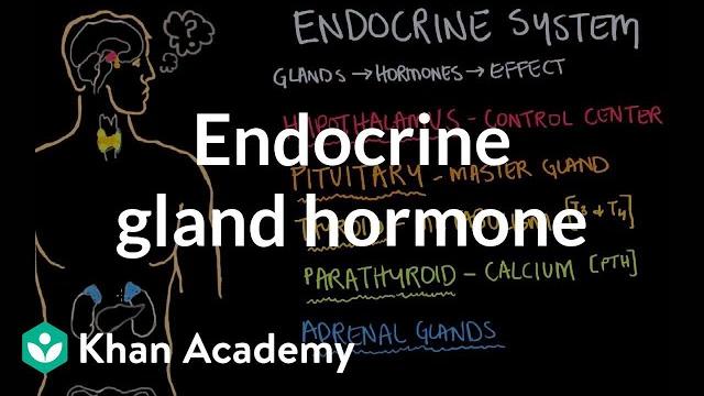 Endocrine gland hormone review | endocrine system physiology | nclex-rn | khan academy Endocrine gland hormone review | endocrine system physiology | nclex-rn | khan academy
