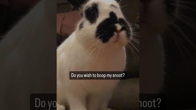 Double tap to boop the bunny snoot!funny pets cute bunny free roam rabbit #funnyanimals #shorts Double tap to boop the bunny snoot!funny pets cute bunny free roam rabbit #funnyanimals #shorts