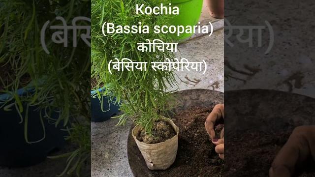 Kochia ( bassia scoparia). beautiful decorative plant. ornamental, #shorts #kochia #plants #repoting Kochia ( bassia scoparia). beautiful decorative plant. ornamental, #shorts #kochia #plants #repoting
