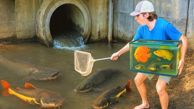 I caught rare fish for my aquarium! I caught rare fish for my aquarium!