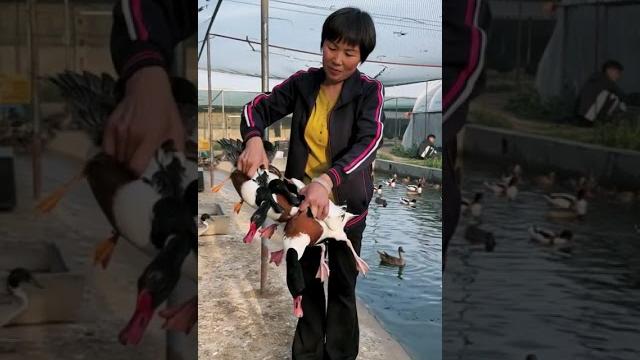 记录我的农村生活 #黑天鹅#duck 记录我的农村生活 #黑天鹅#duck