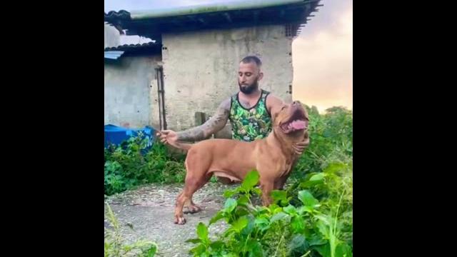 Dog docile #pitmonsters Dog docile #pitmonsters