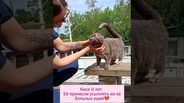 Сдали на усыпление из-за больных ушей Сдали на усыпление из-за больных ушей