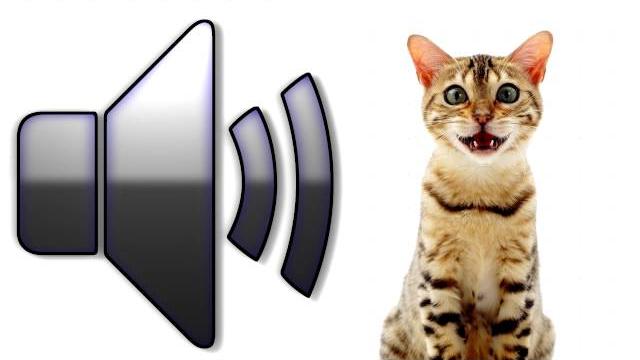 Cat meowing - sound effect - download Cat meowing - sound effect - download