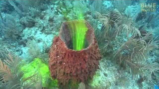 Amazing footage of sponges pumping! Amazing footage of sponges pumping!