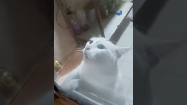 Мужик взял своего кота на помощь для ловли мышей, но что-то пошло не так… #кот #мышь #тоииджерри Мужик взял своего кота на помощь для ловли мышей, но что-то пошло не так… #кот #мышь #тоииджерри