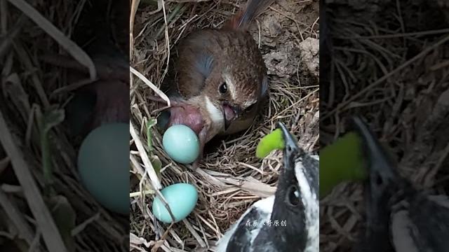 Cuckoo pushing eggs杜鹃鸟推蛋,鸟爸鸟妈在场,会阻止吗? Cuckoo pushing eggs杜鹃鸟推蛋,鸟爸鸟妈在场,会阻止吗?
