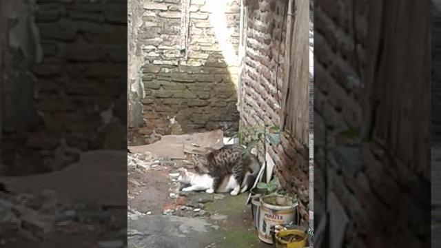 Bokep kucing. Bokep kucing.