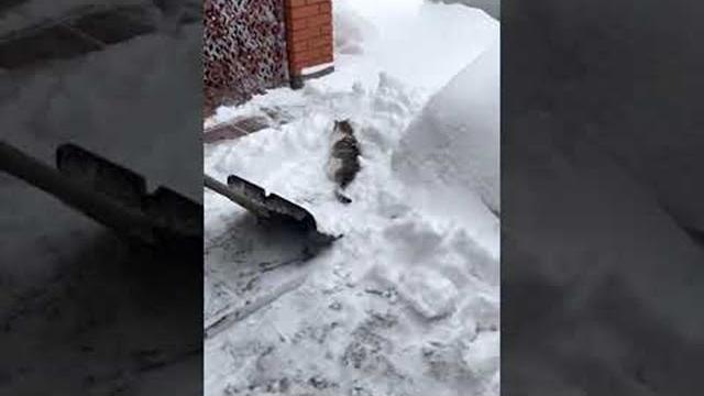Cat asks for shovel ride during snow removal || viralhog Cat asks for shovel ride during snow removal || viralhog