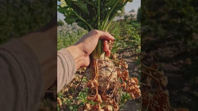 How to pull a mandrake How to pull a mandrake